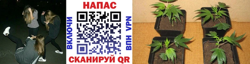наркотики  Воркута  Каннабис гибрид 